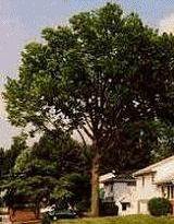 Carrollton Tree Removal