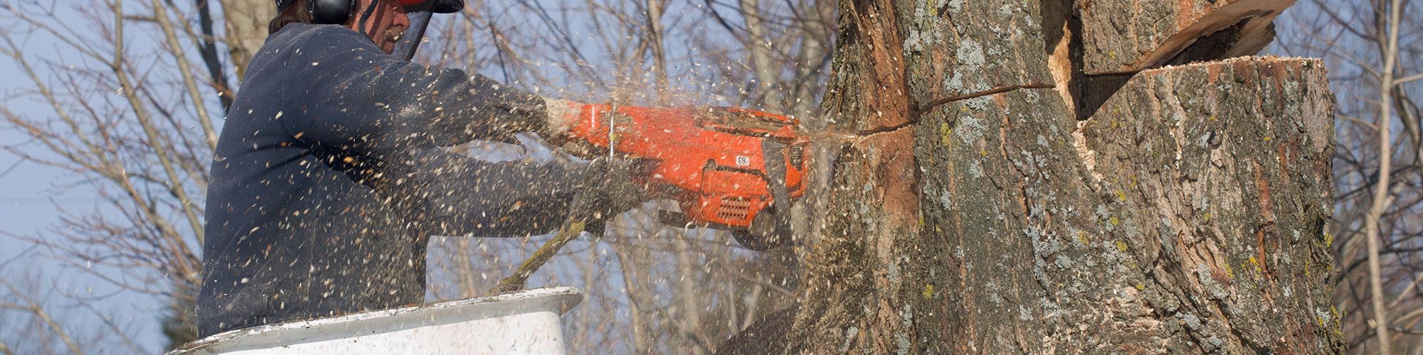 Tree Removal Carrollton, Texas